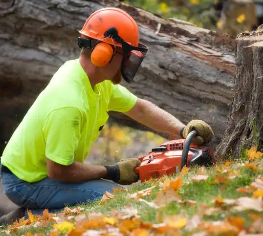 tree services Hoffman